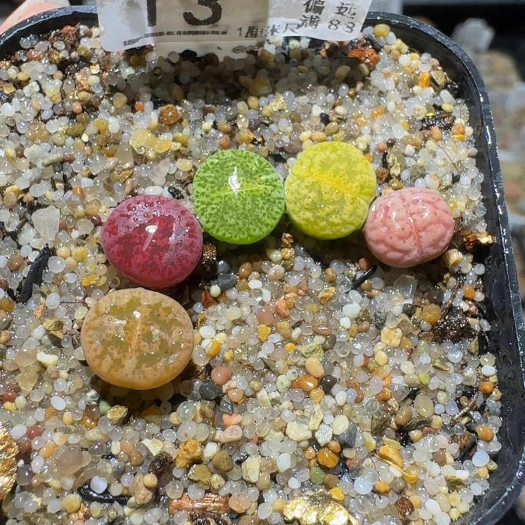 板娘私藏好屁屁013