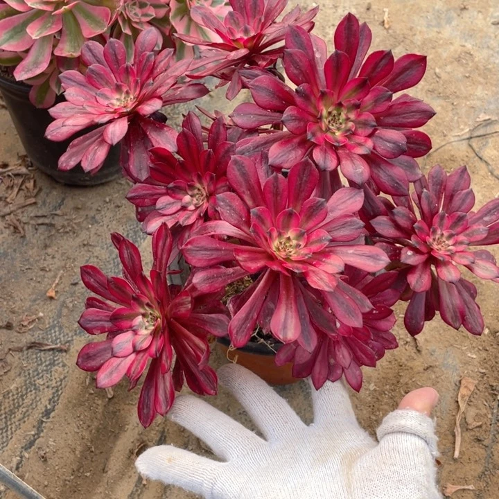 565美断枝法师多肉断枝不售后