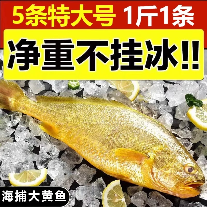 1斤-1.4斤1条大黄鱼新鲜黄花鱼肉质鲜嫩深海捕捞500克