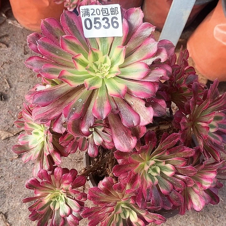 0536 一颗红铜葫法师