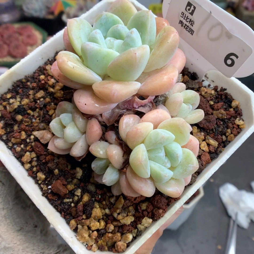 6五头冰玉多肉植物