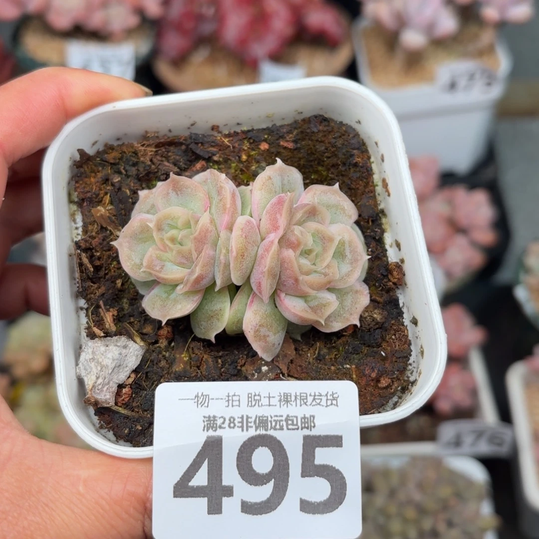 水晶虾饺双头无盆土发货