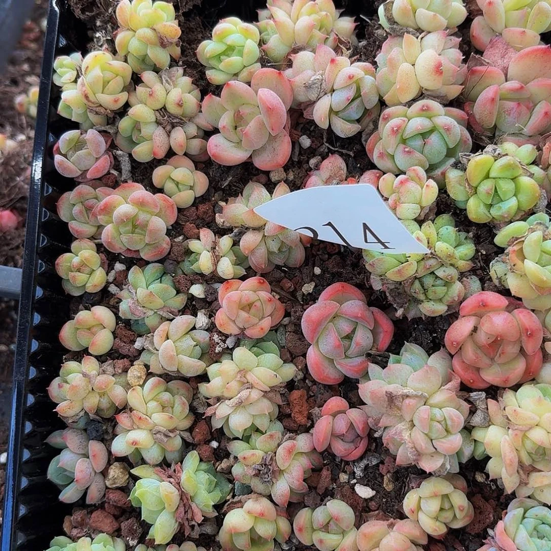 M**a多肉植物多肉植物214