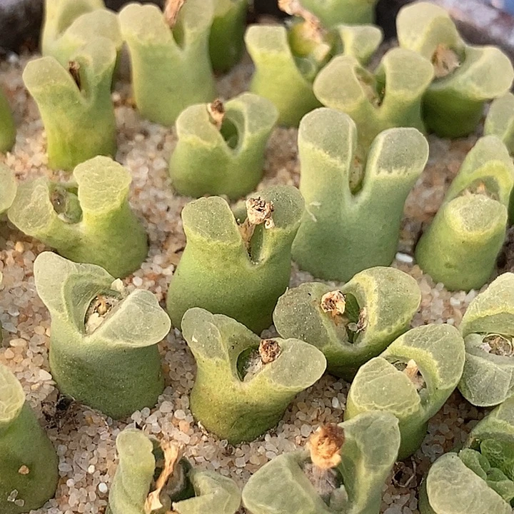 奶瓶风铃一颗    1416.4