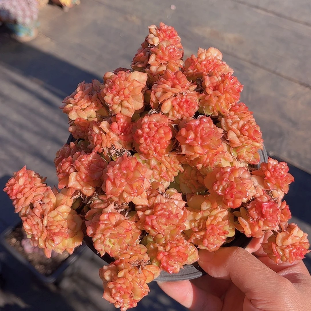 极品蜡牡丹老桩多肉