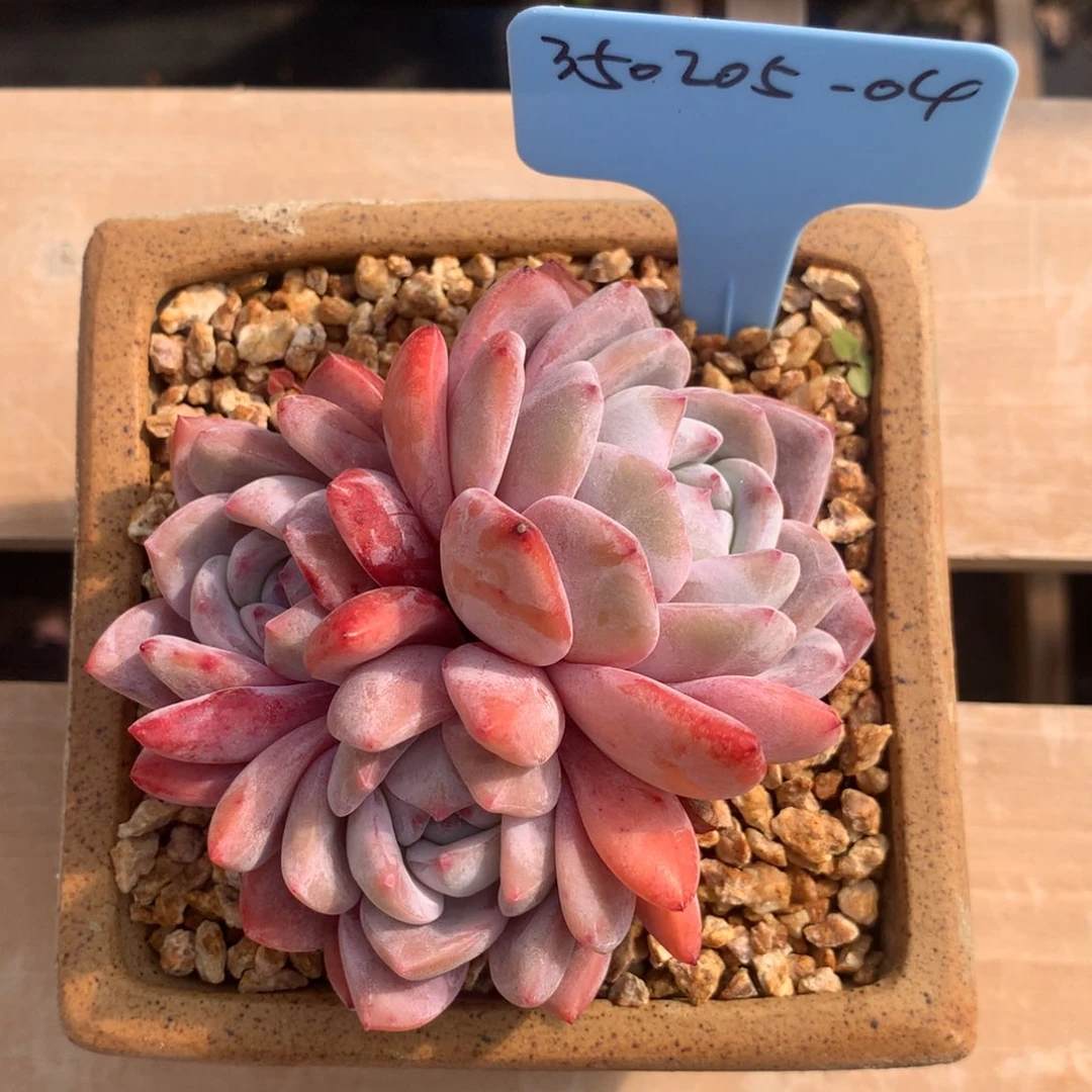 上***调350205-04橙子