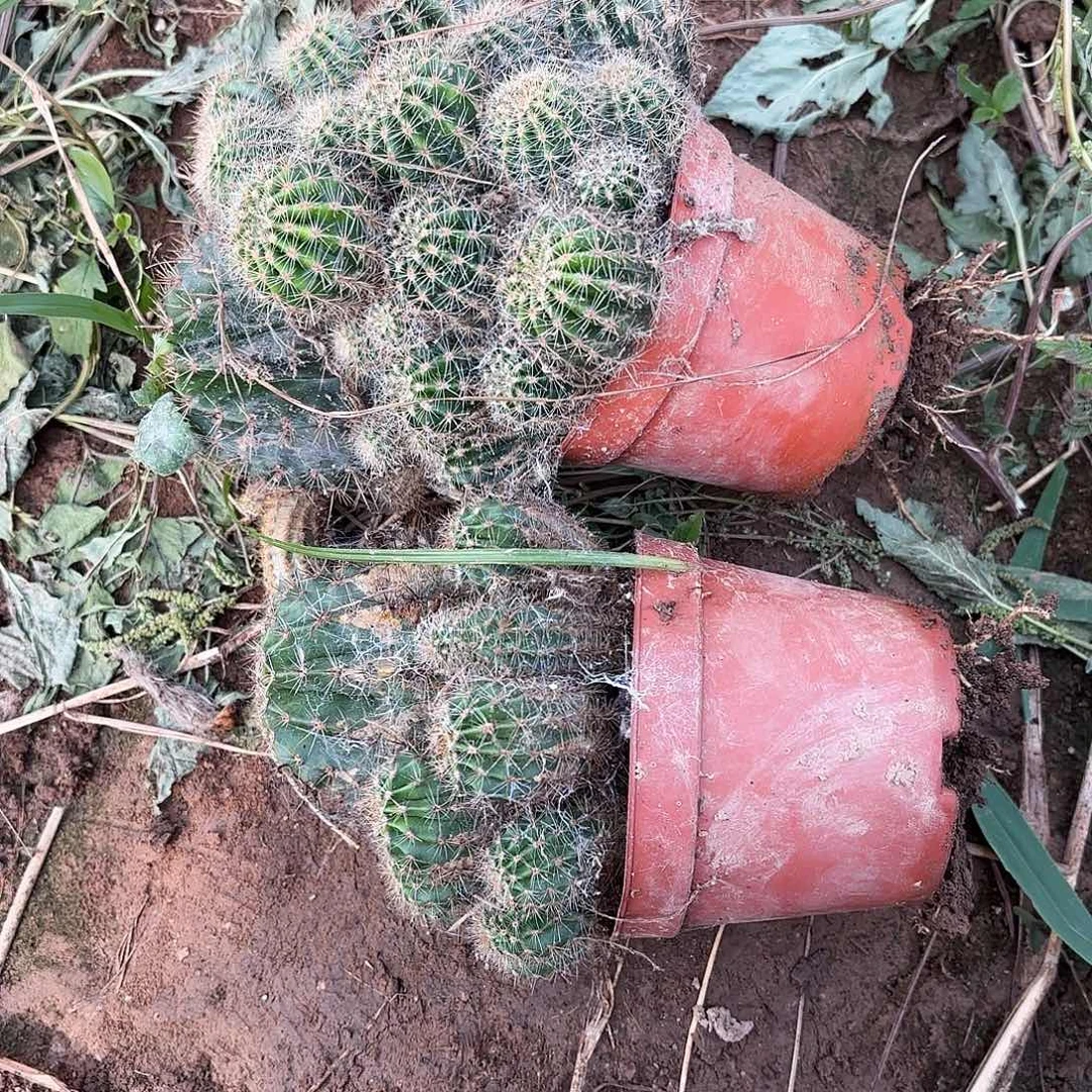 595-596 瑕疵掉侧牙无售后