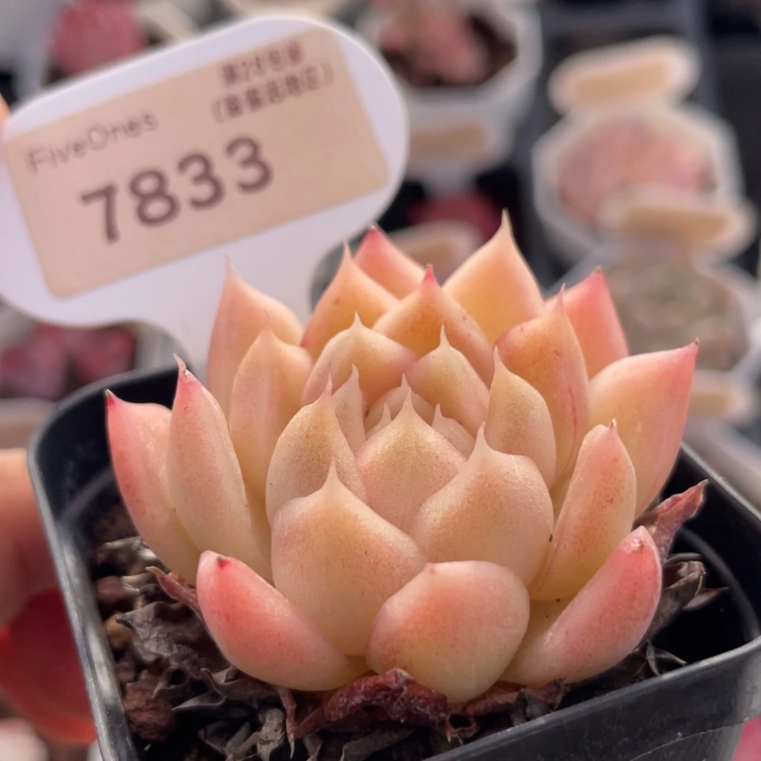 粉麦秆7833-5.0厘米