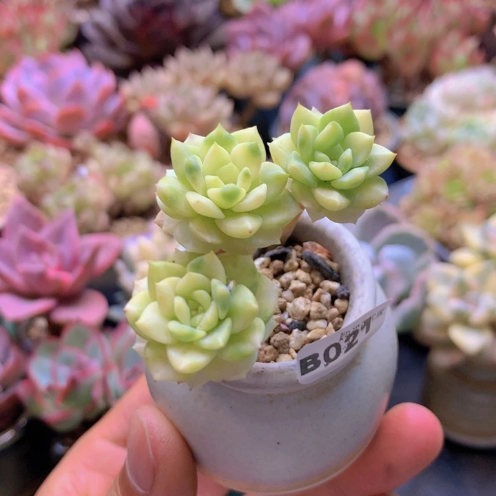 一物一拍含盆土满38包邮B021