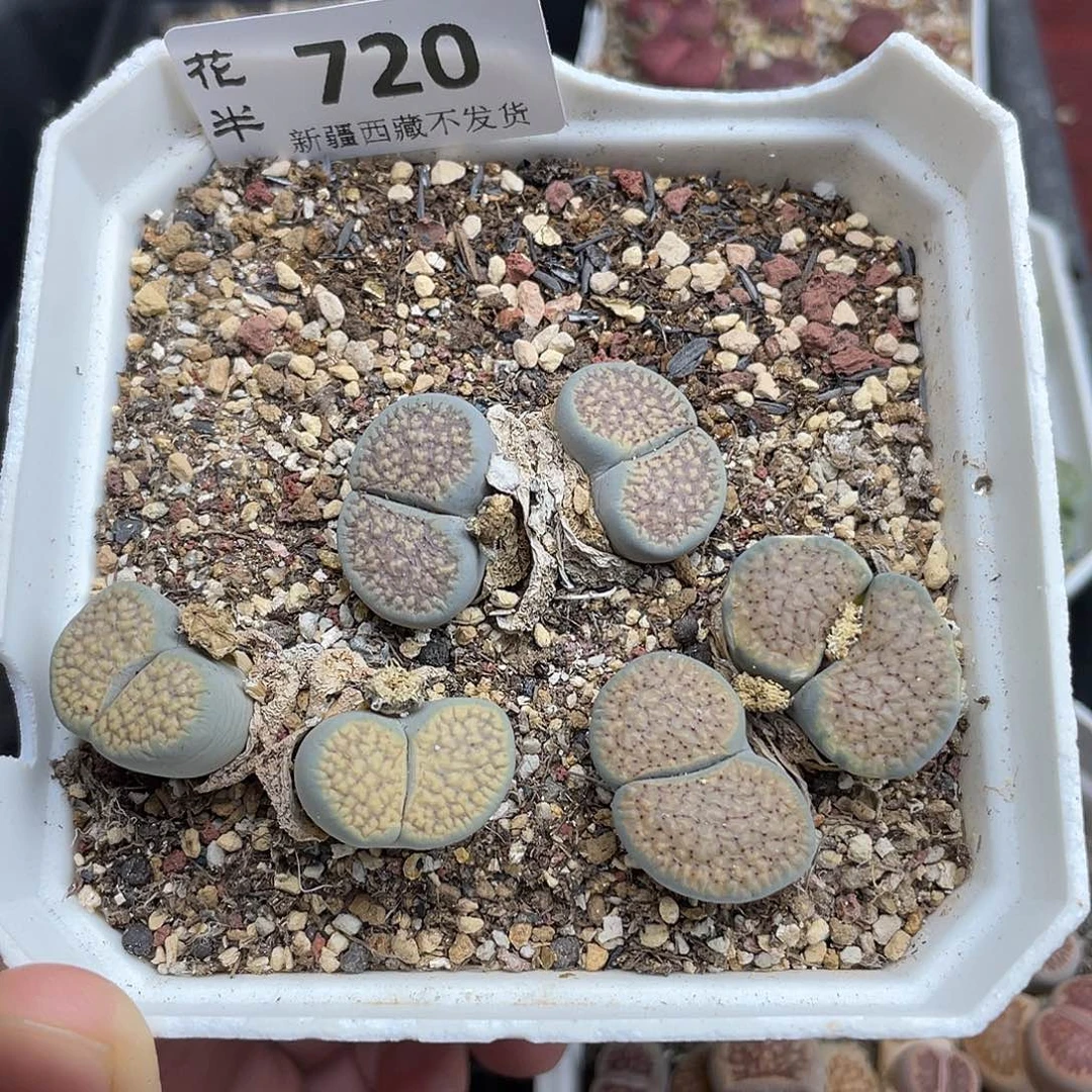 7200000000花花花花花花花