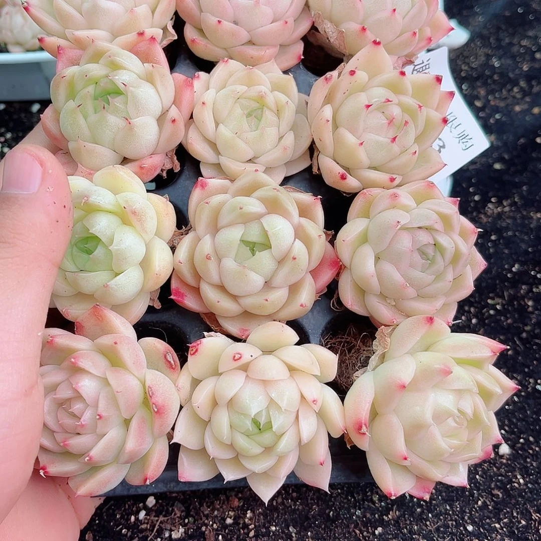 晚*?1-523 新疆西藏内蒙不发零度以下拍保温箱不包损