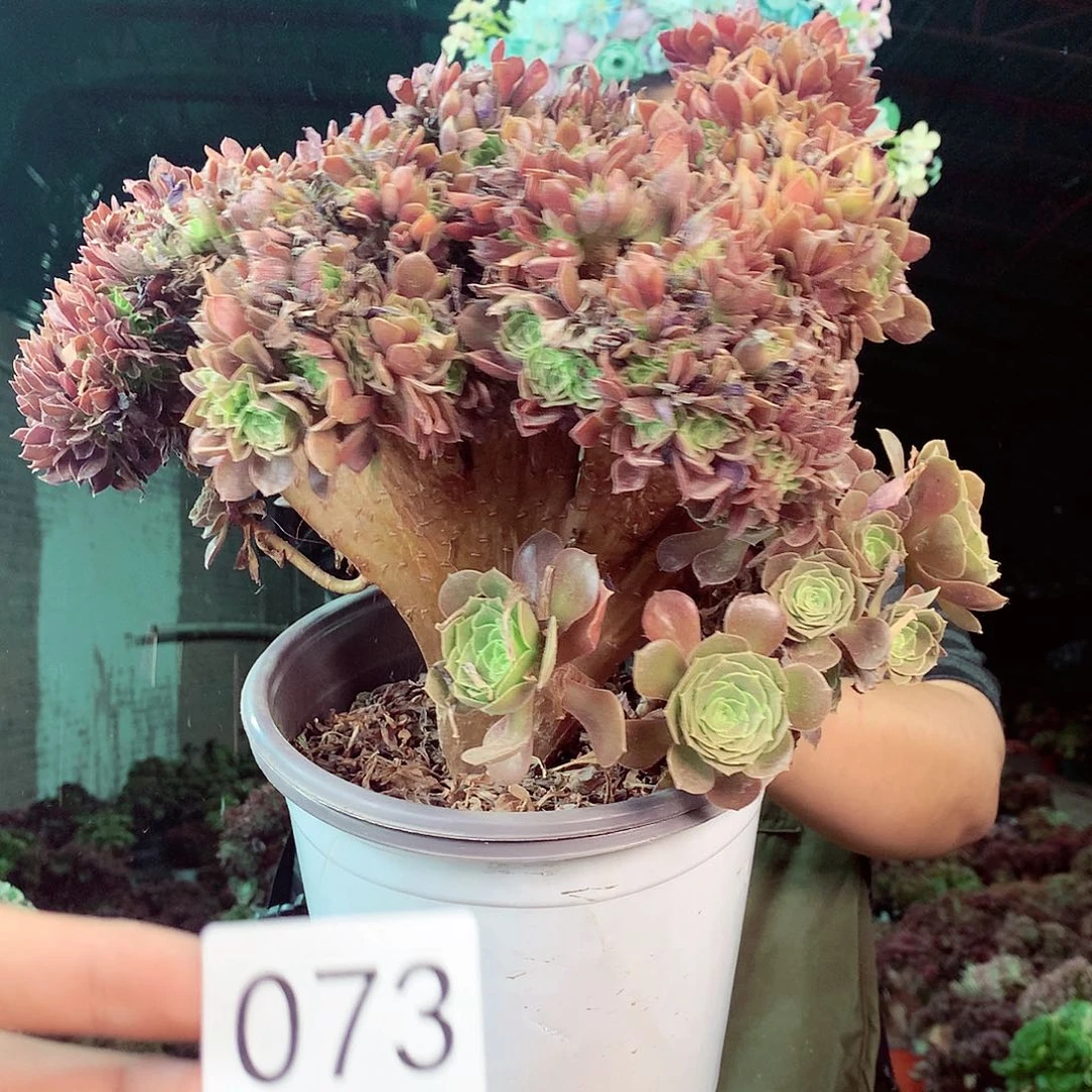 无花朵柒哥多肉法师不包侧断枝73