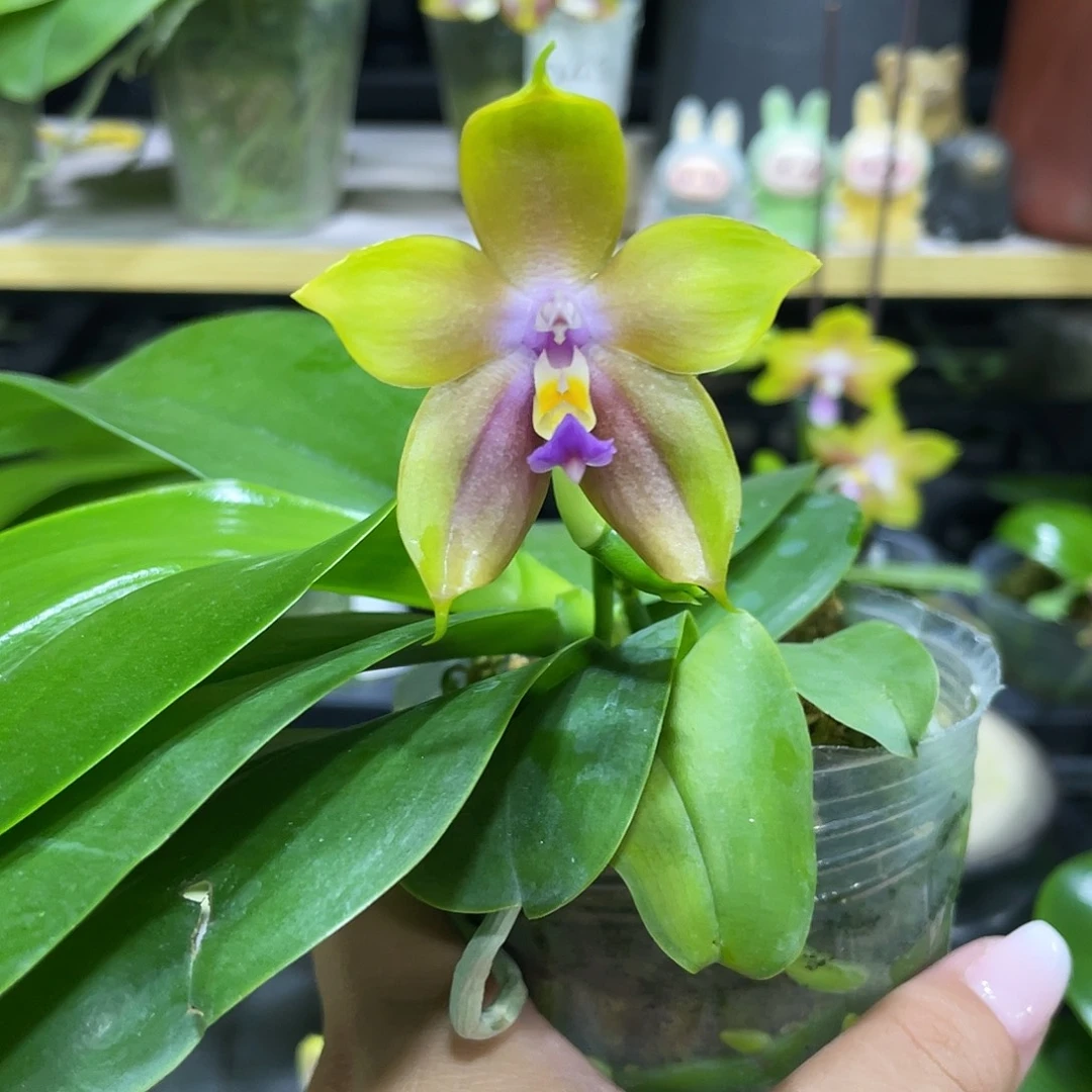 完全开放111111111