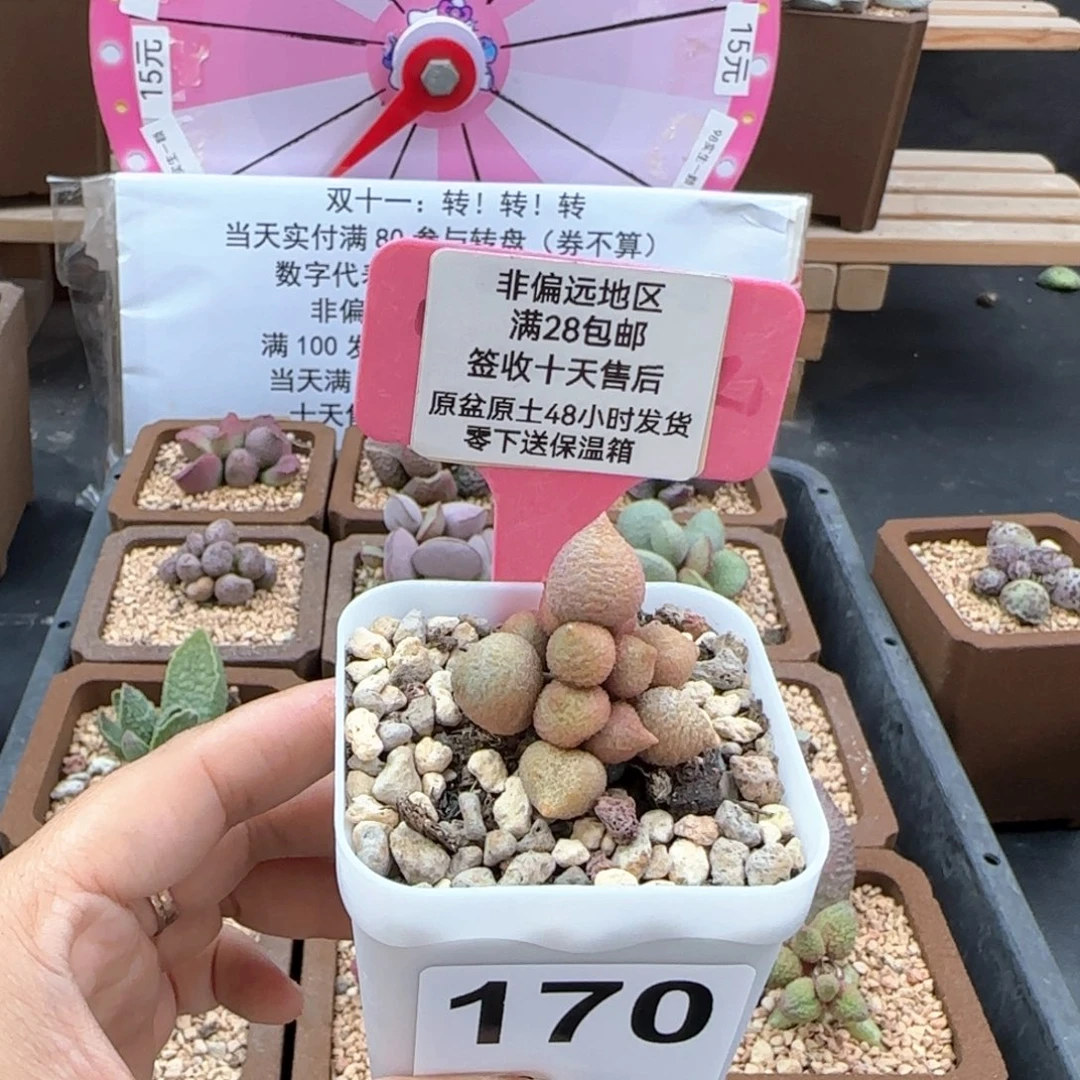 170小辣椒多肉植物