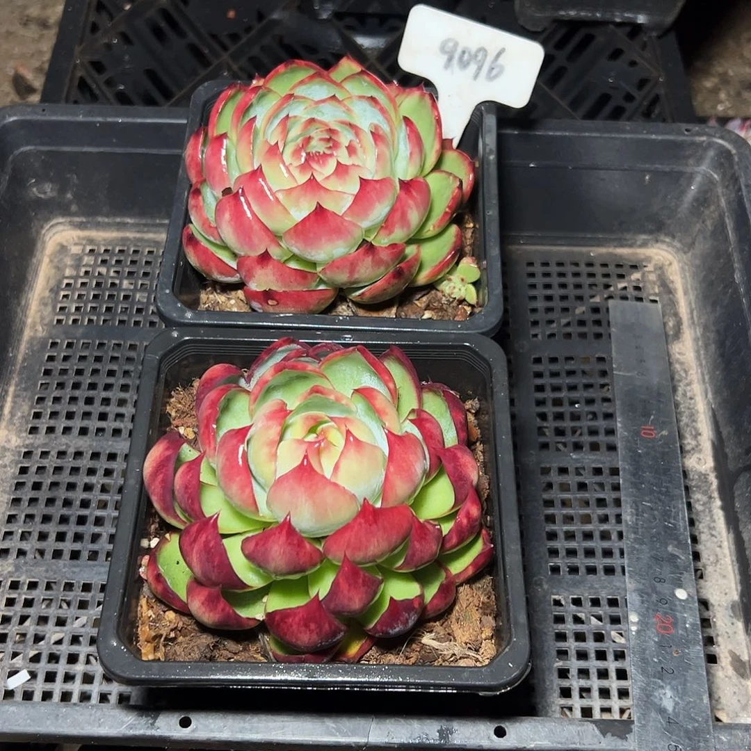 惊鸿仙子两颗9096号