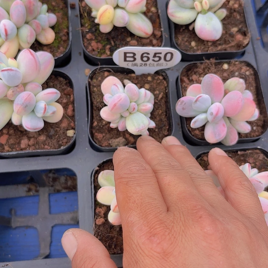 Y**礼B650乒乓锦一物一拍