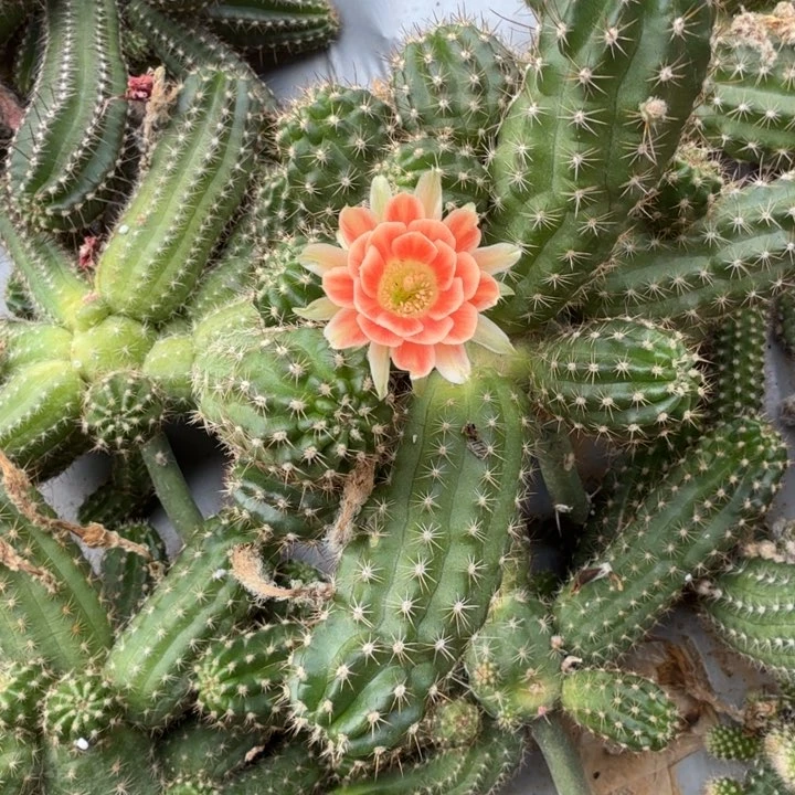 矮胖白檀656侧芽一个
