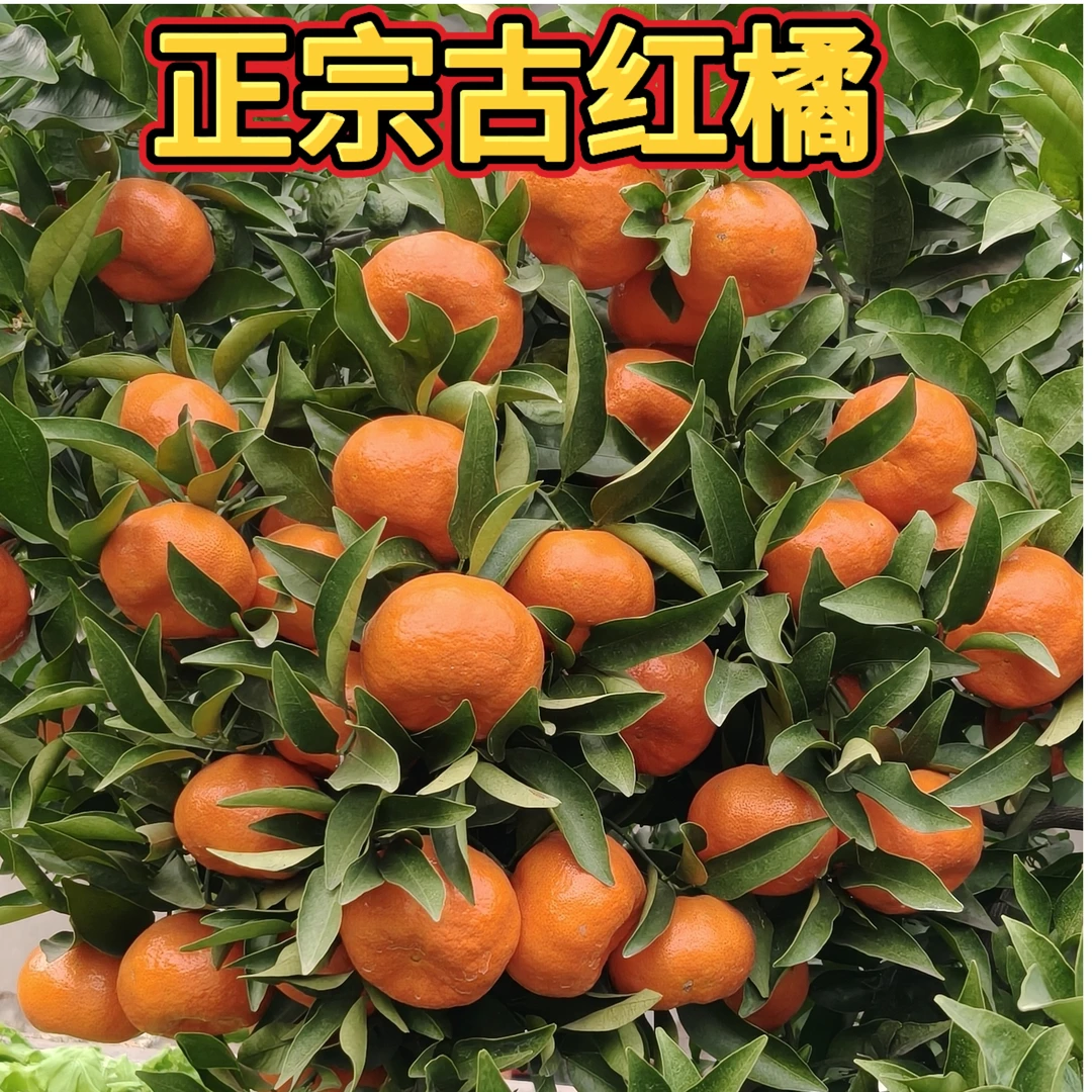 老树川重庆古红橘万州古红橘川陈皮原料手剥桔子新鲜现摘水果