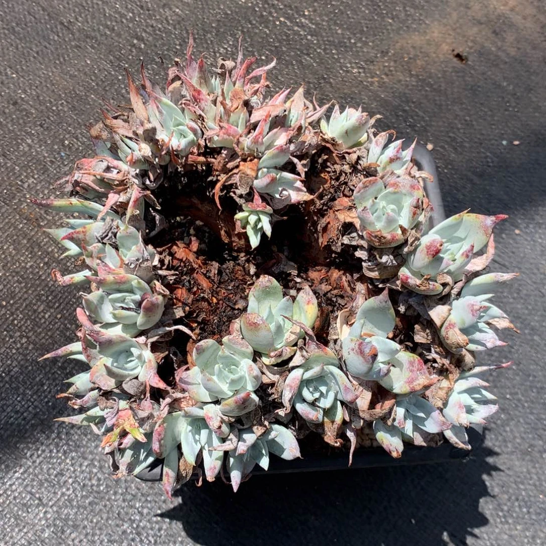 全部花朵黑曼巴朵朵缀，仙女杯多肉