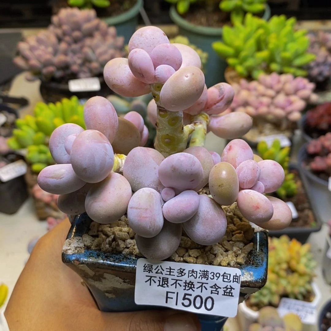 500橙奶多肉肉8cm