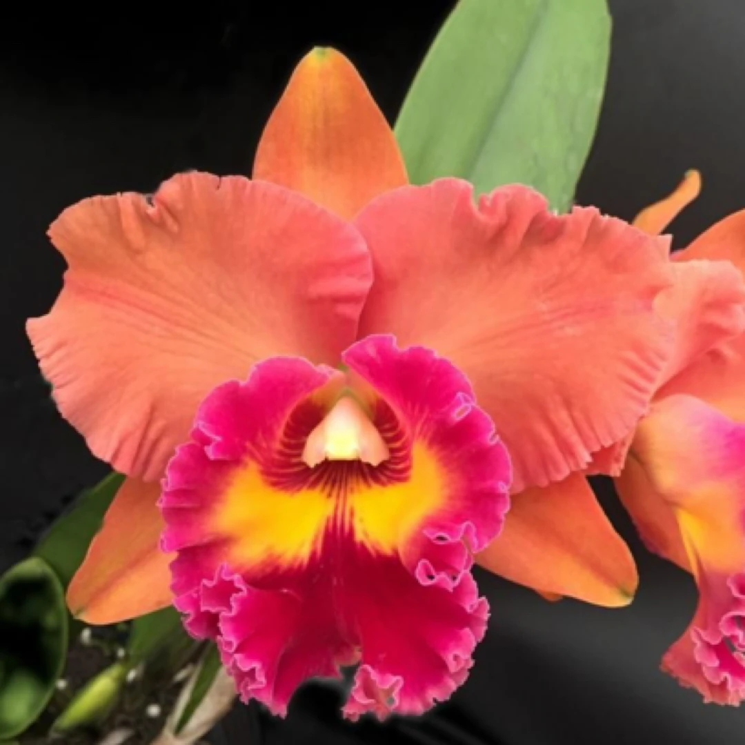 焦点-杂交种卡特兰Rlc.Focus Taiwan