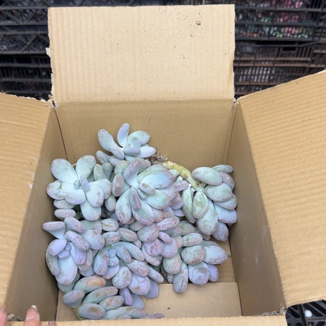 小***地多肉砍头 不包损7392