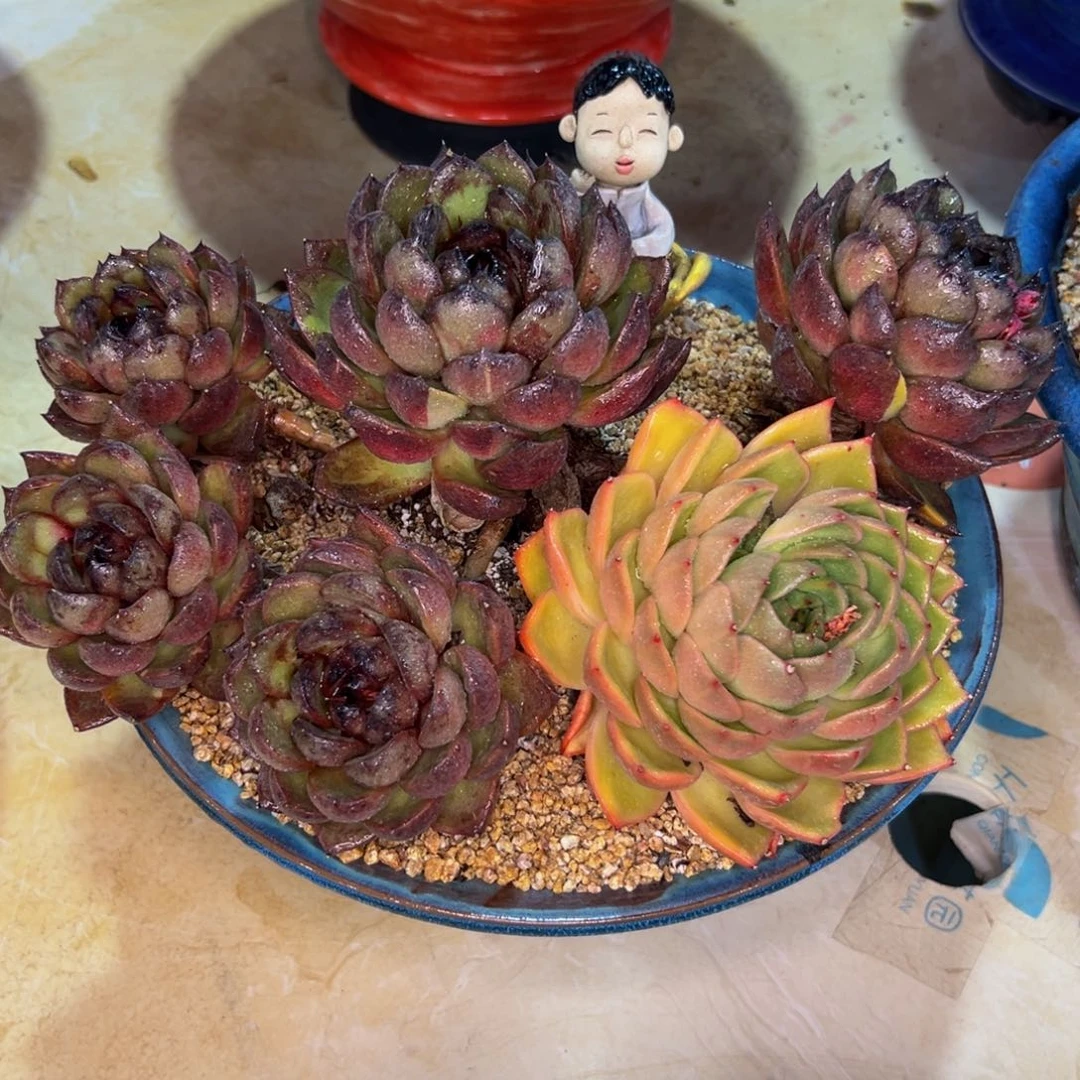 多肉一物一拍0614-暗黑阴阳锦