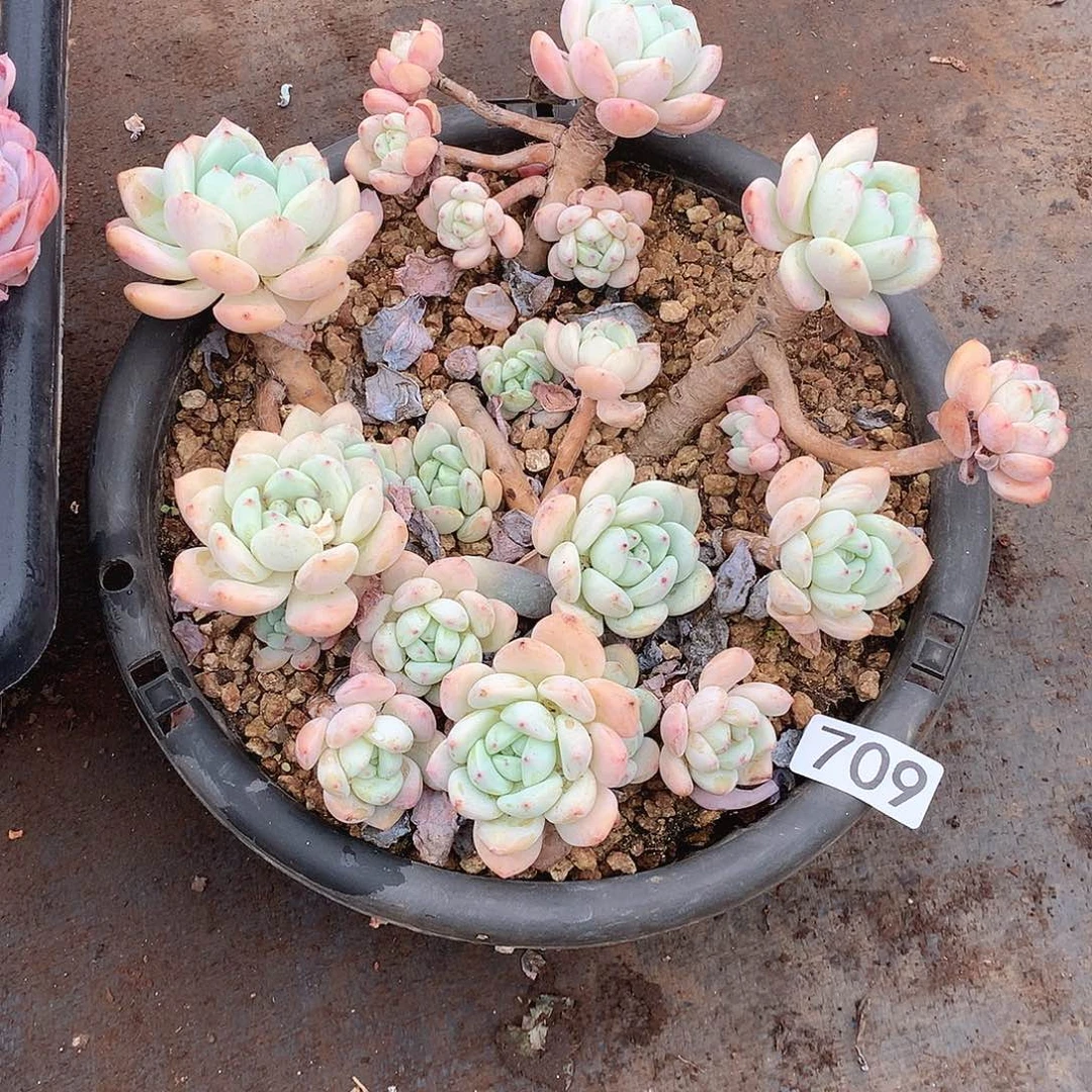 709望酥 一物一拍多肉