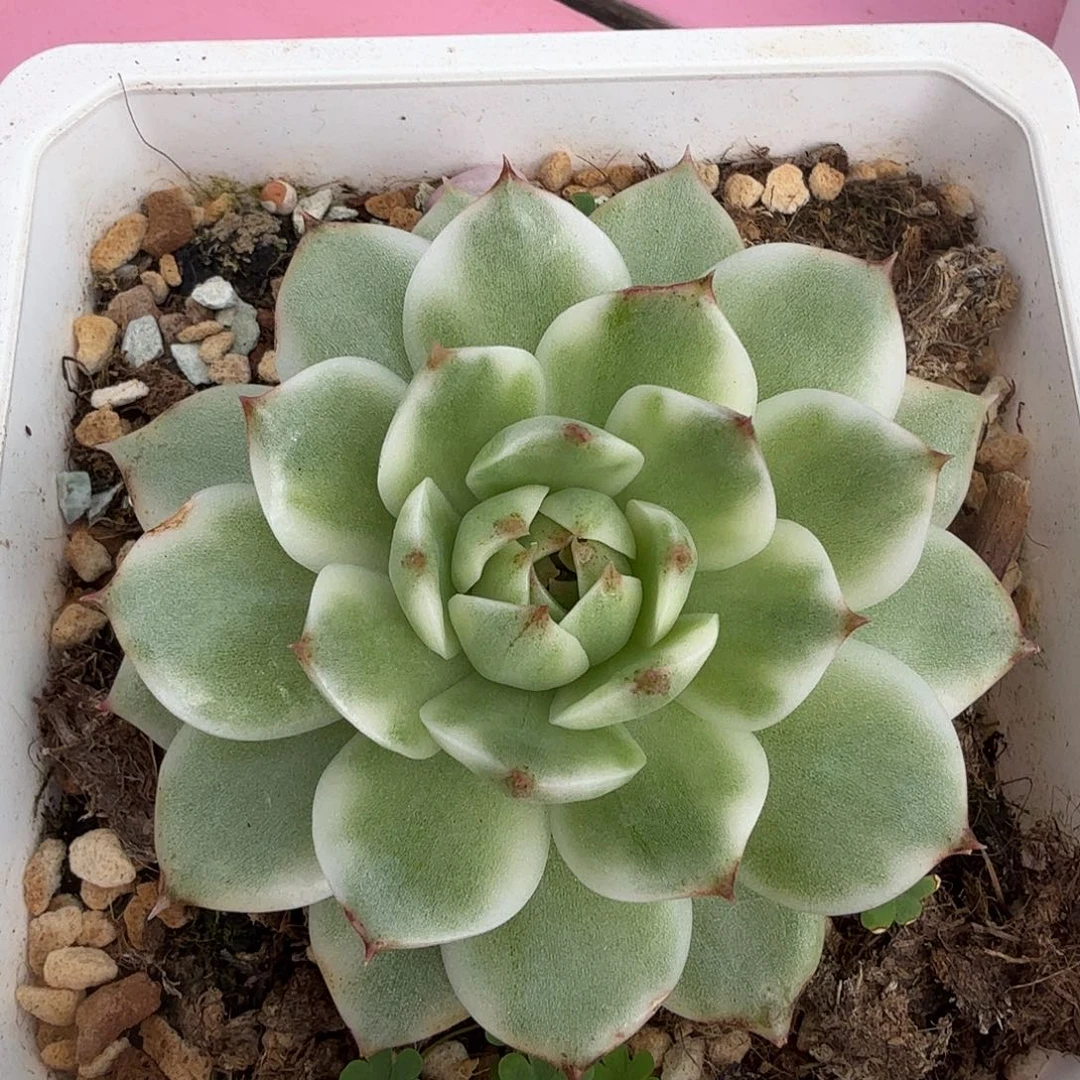 黑水晶锦，多肉植物。