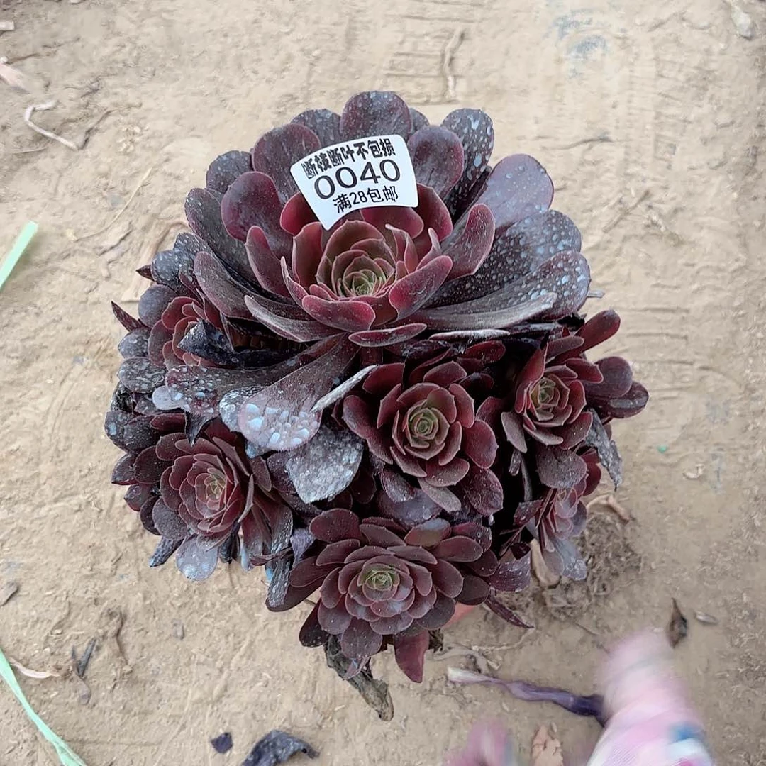 民***站R. 040凤冠多肉12233