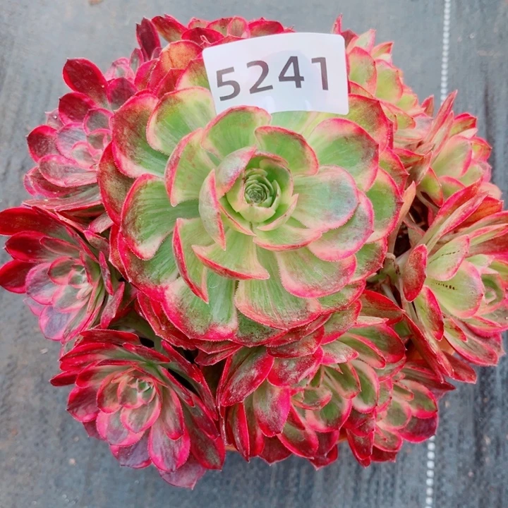 新品赤子心多肉发货