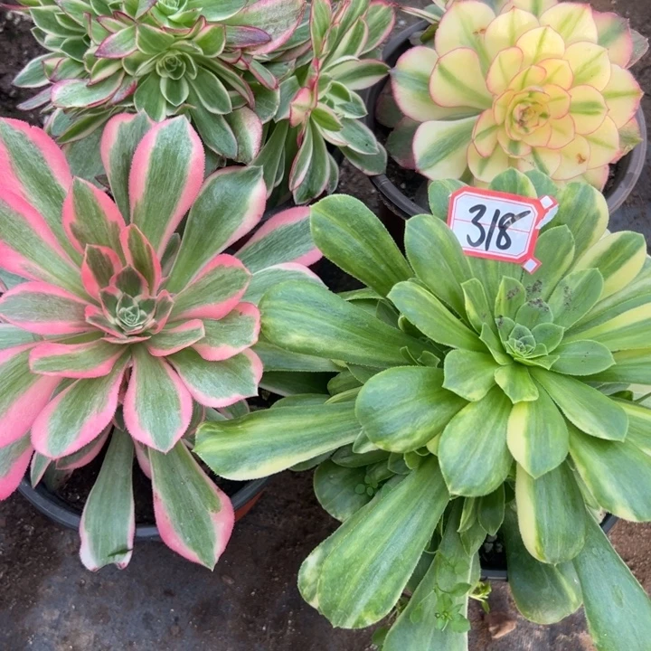 多肉植物318不售后