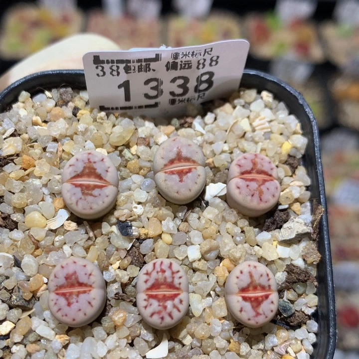 Sss石石生花多肉1338