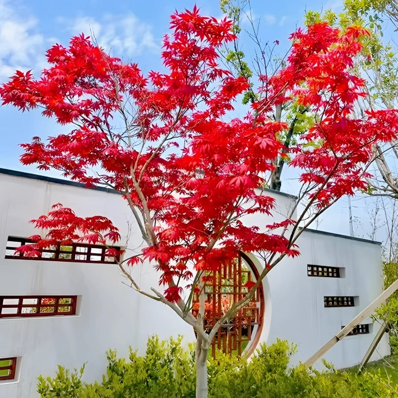 四季红舞姬造型红枫树苗适合室外庭院别墅花卉绿植花园绿化植物