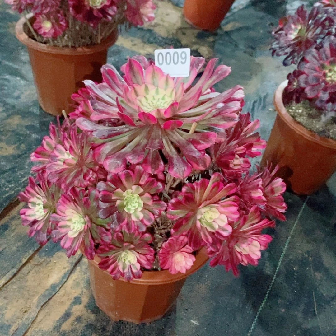 红铜白0009多肉1111