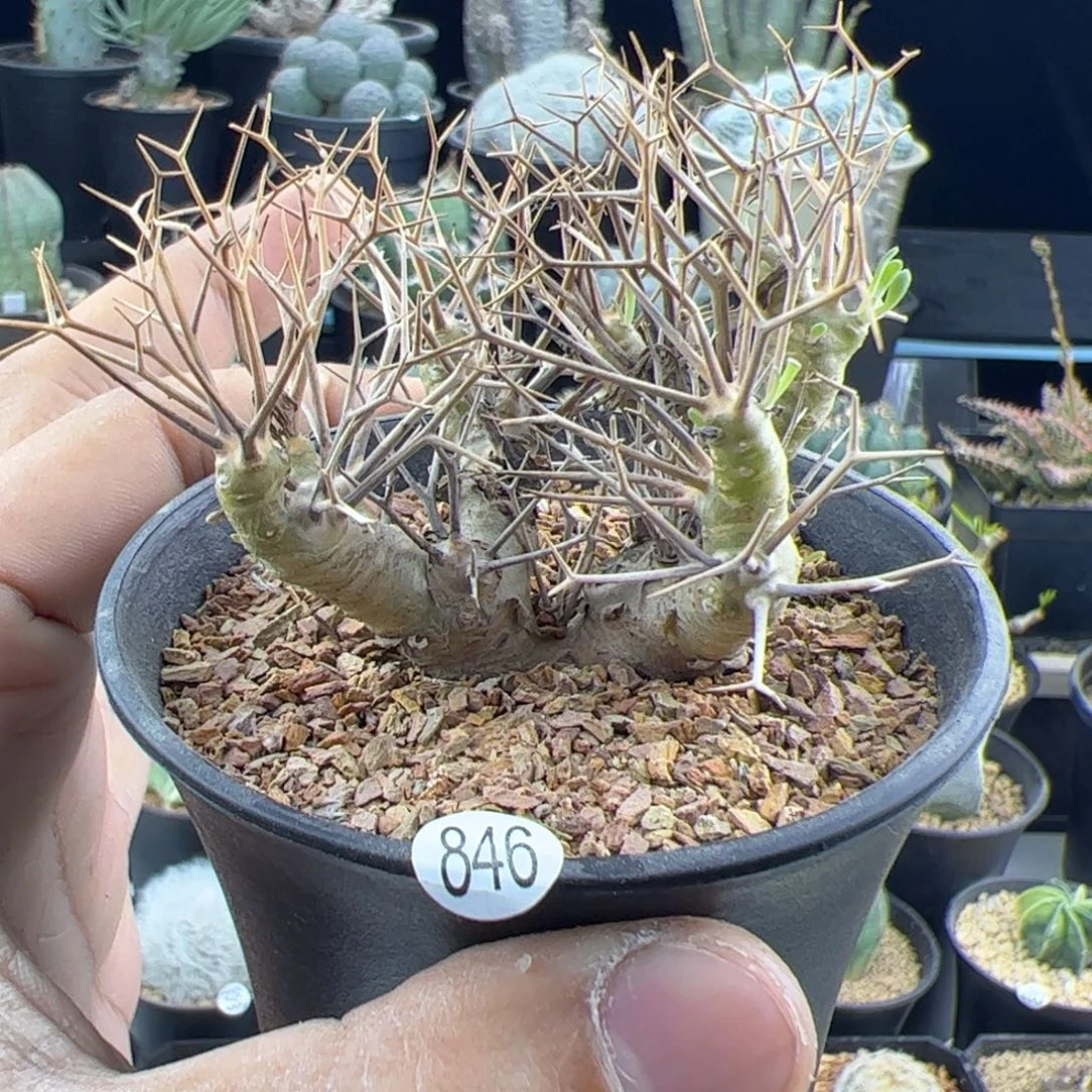 黑鬼殿厚敦菊一物一拍846