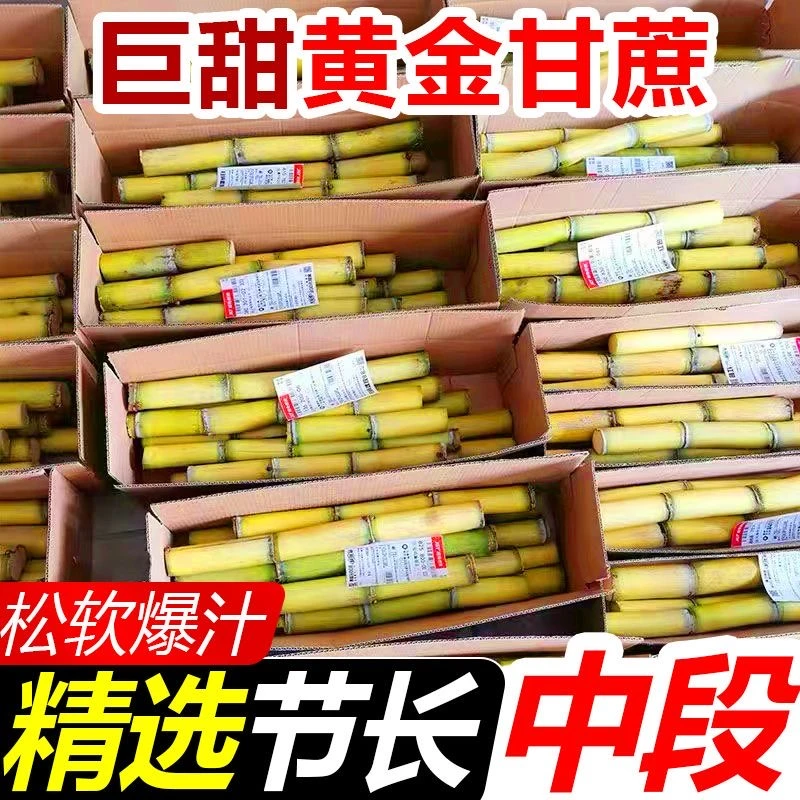 正宗黄金甘蔗云南新鲜现砍水果批发当季黑皮薄皮青皮多汁黄皮整箱