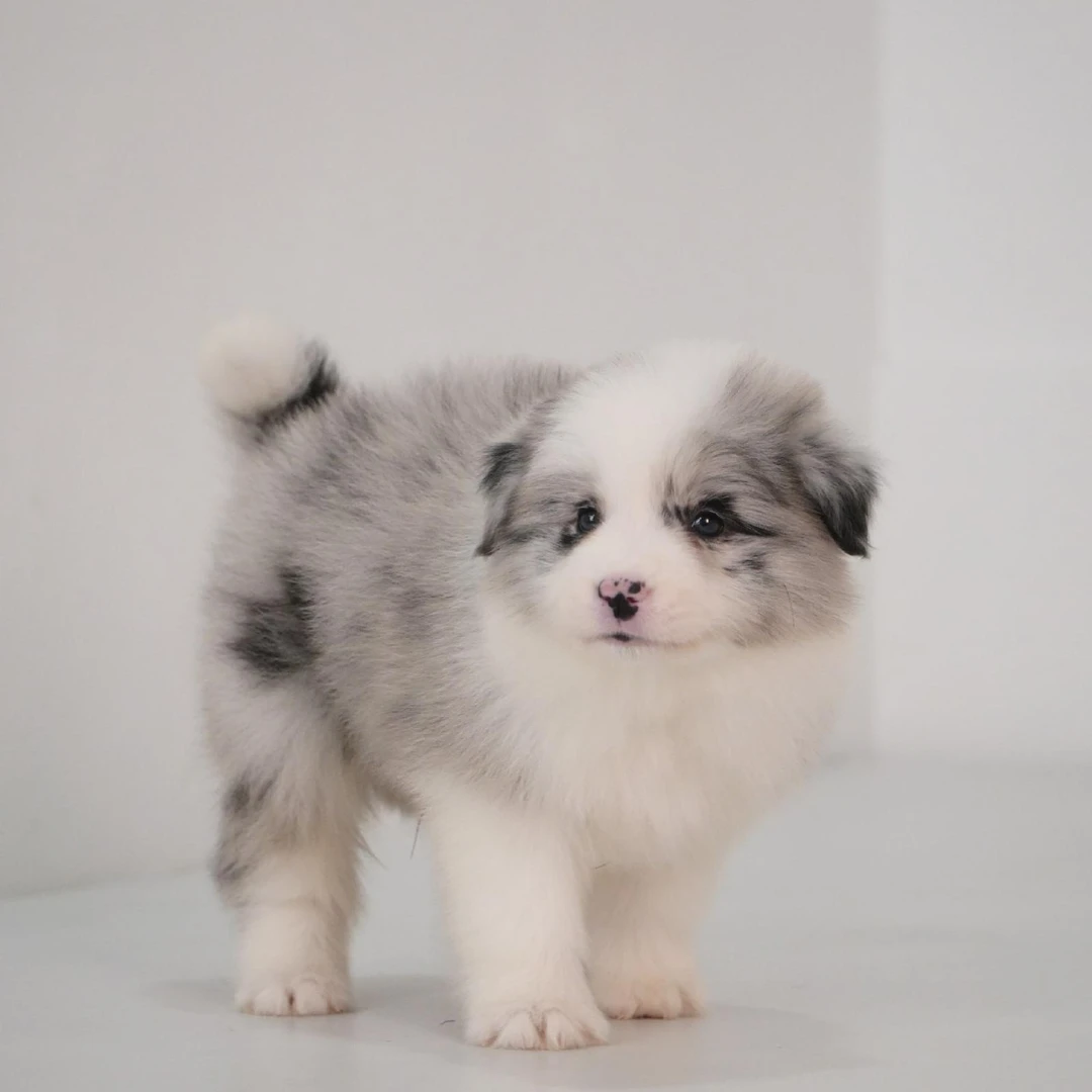 边牧蓝陨石公活体狗狗幼犬1318家庭宠物年终清仓优惠江浙沪包邮