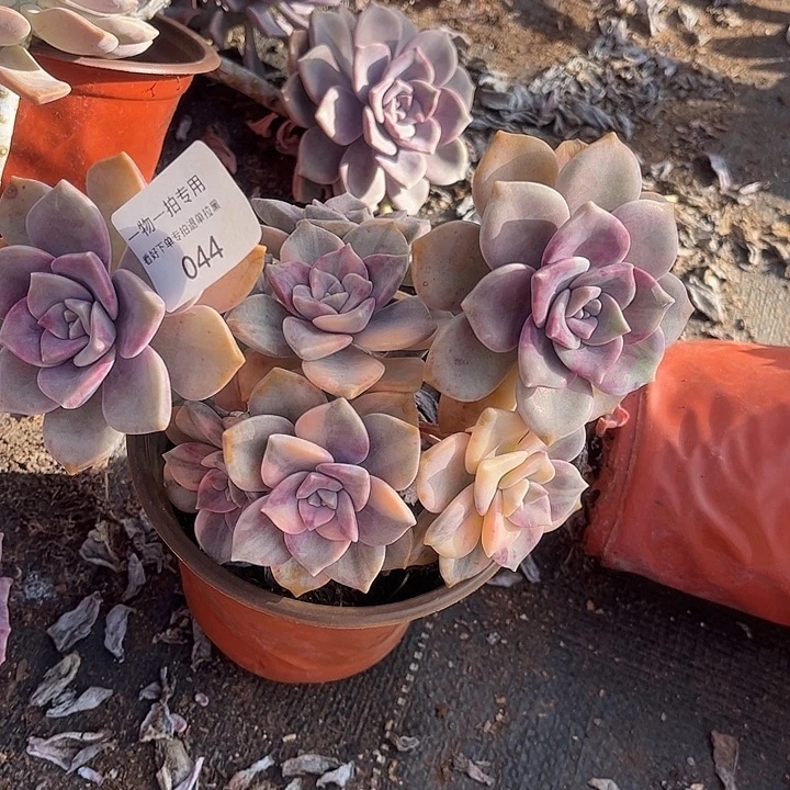 泡****紫乐锦群，一物一拍