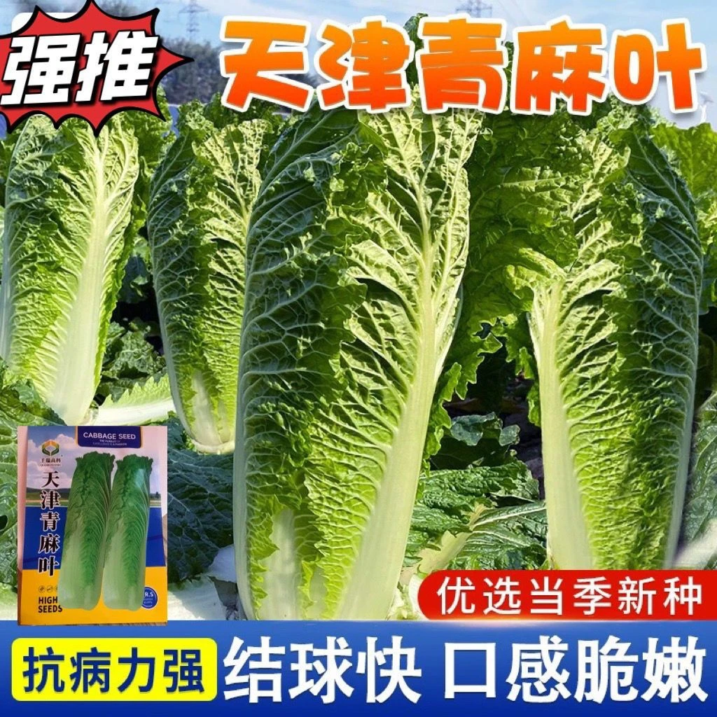 *热卖新（天津青麻叶直筒形白菜种子秋季绿大青麻叶大白菜四季播蔬
