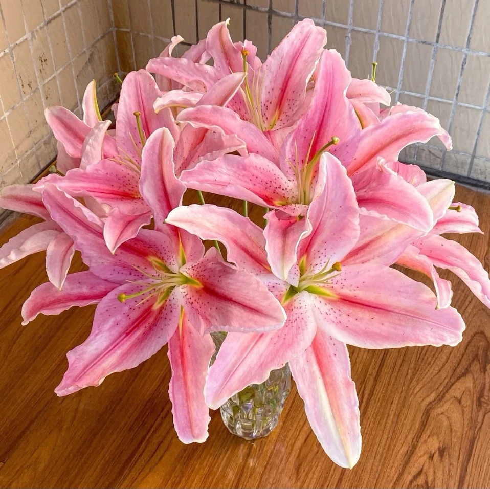 【罗蒂】粉色香水百合东北基地顺丰包邮新鲜水切花家庭插花