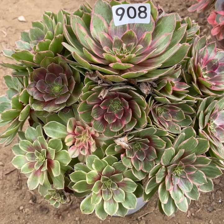 无花朵908多肉植物莲花座