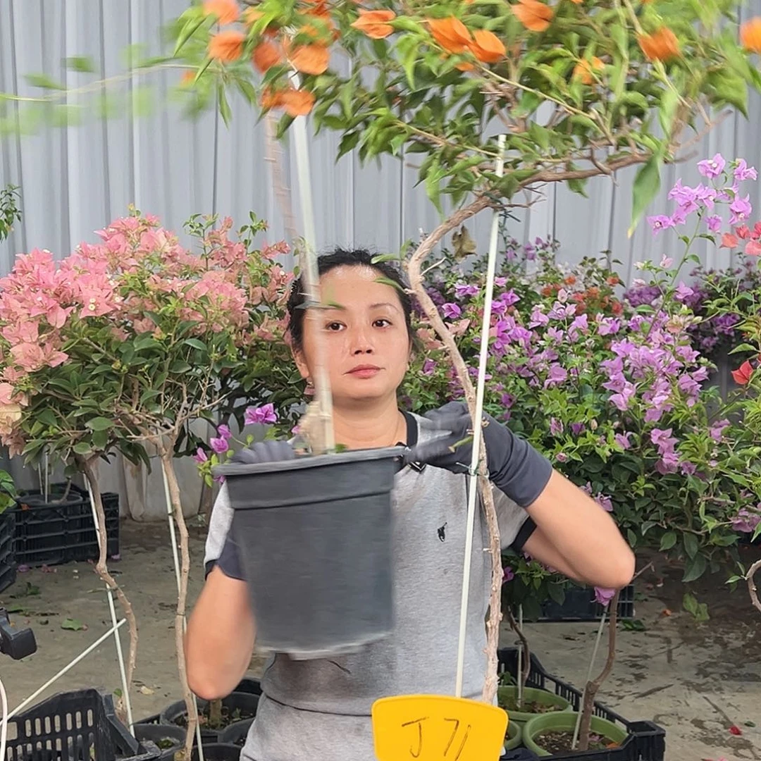 E***鹏当前无花栽培后可以开花J71橙桑巴
