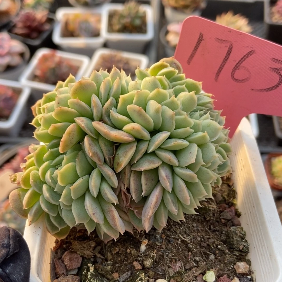 1763月影缀多肉植物