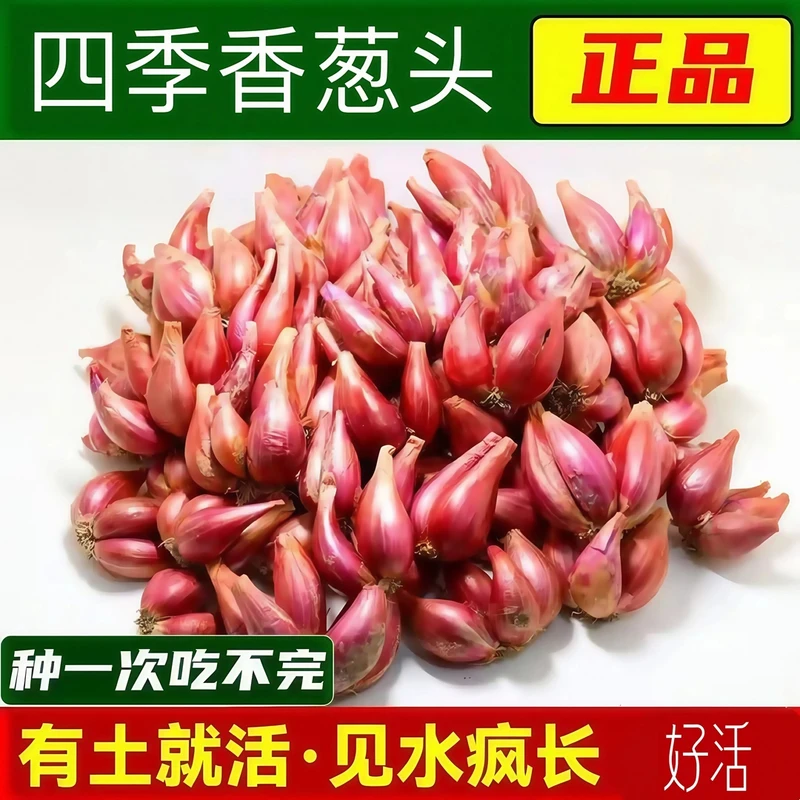 四川红葱头干葱头火葱新鲜小香葱种子熬葱油特香 种子籽阳台盆栽