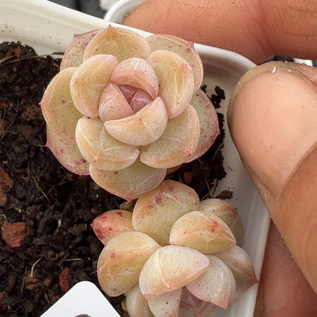 小卡拉米糖心一物一拍30-46