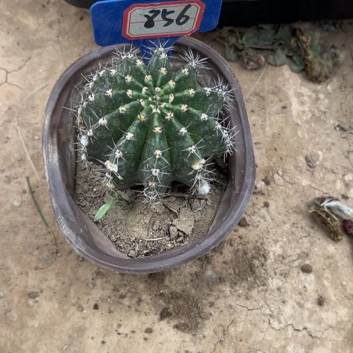 Z****己856。彩草超级可可