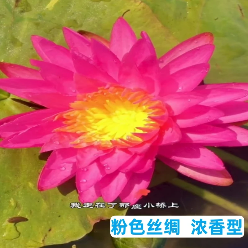 丝绸中型带花苞耐寒发货睡莲荷花四季水培植物阳台庭院