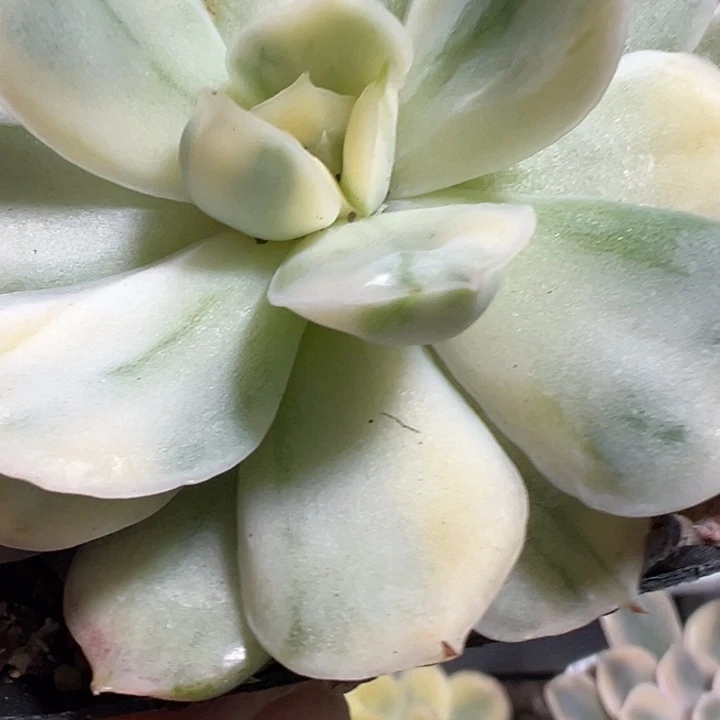 草莓蛋糕锦多肉植物1264