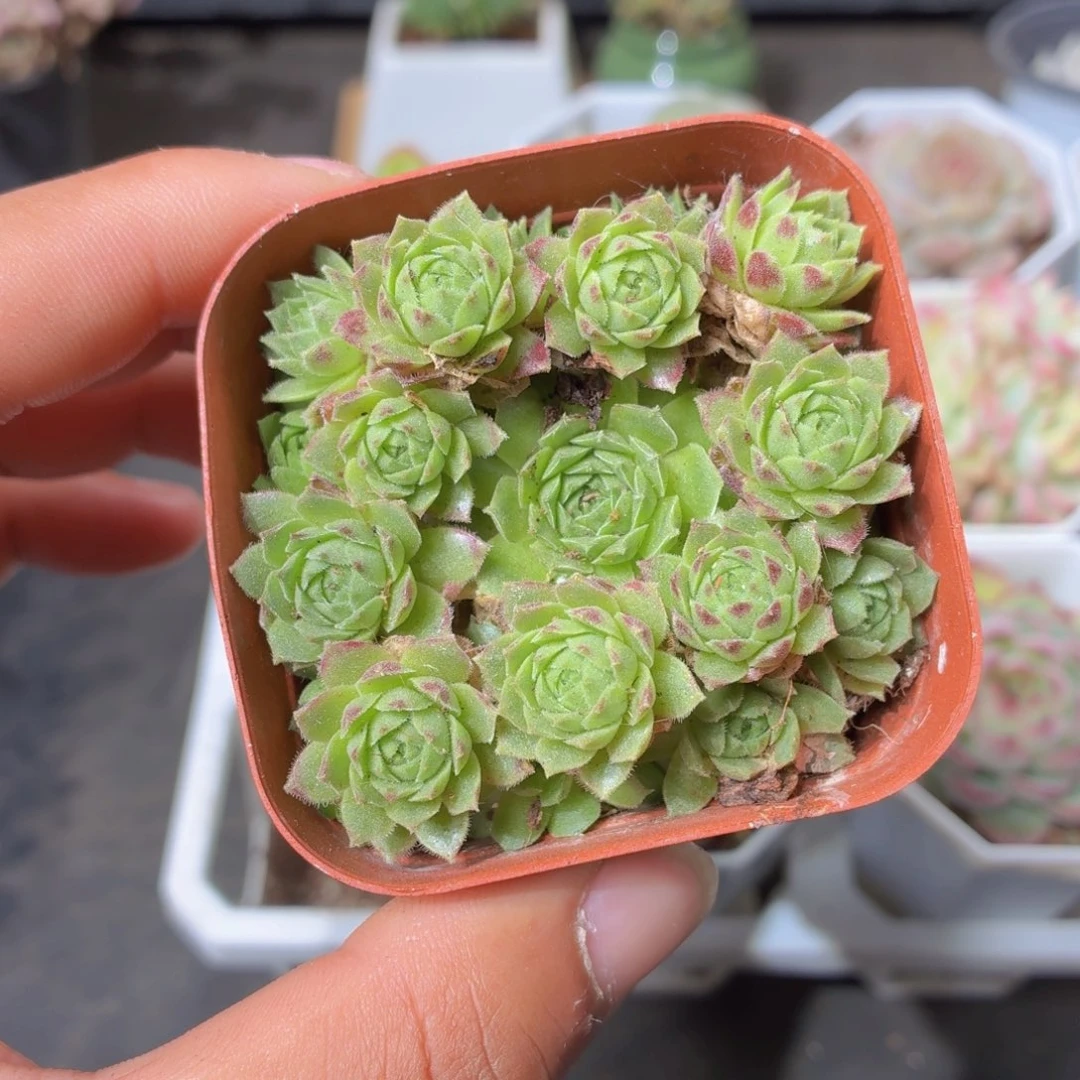 爱德华球多肉9.9包邮发货